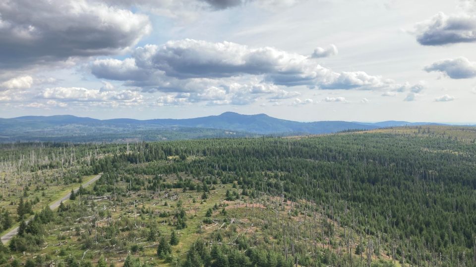 Přirozená obnova lesa pohledem z ptačí perspektivy