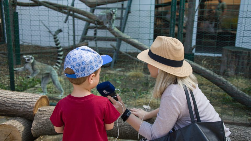 Zoopark Nehvizdy - lemuři kata patří mezi velmi oblíbená zvířata dětí