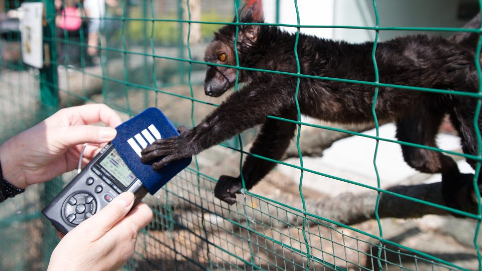 Zoopark Nehvizdy - lemura tmavého nahrávací přístroj velmi zajímal