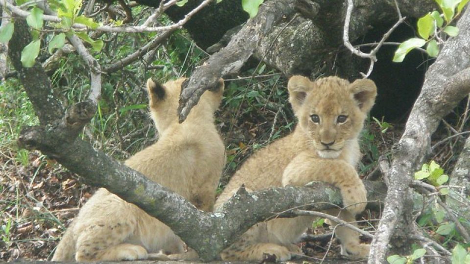 Zoolog Stanislav Cigánek - foto Afrika