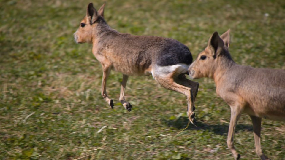 Zoopark Nehvizdy - skupina mar stepních ve výběhu