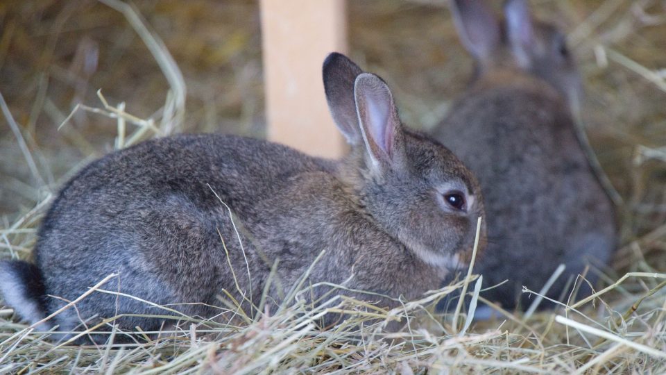 Zoopark Nehvizdy - děti blízký kontakt se zvířaty milují