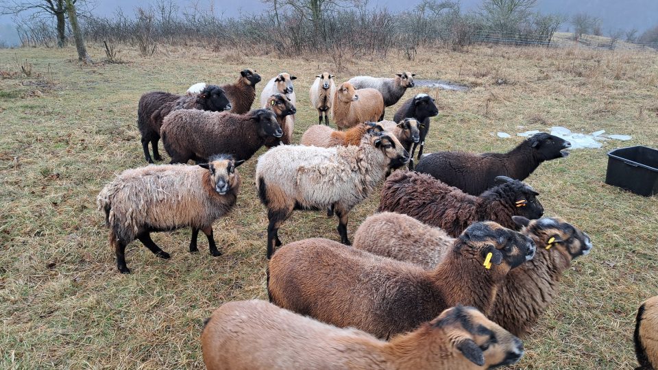 Stáda ovcí a koz spásají trávu v okolí Radotínského údolí