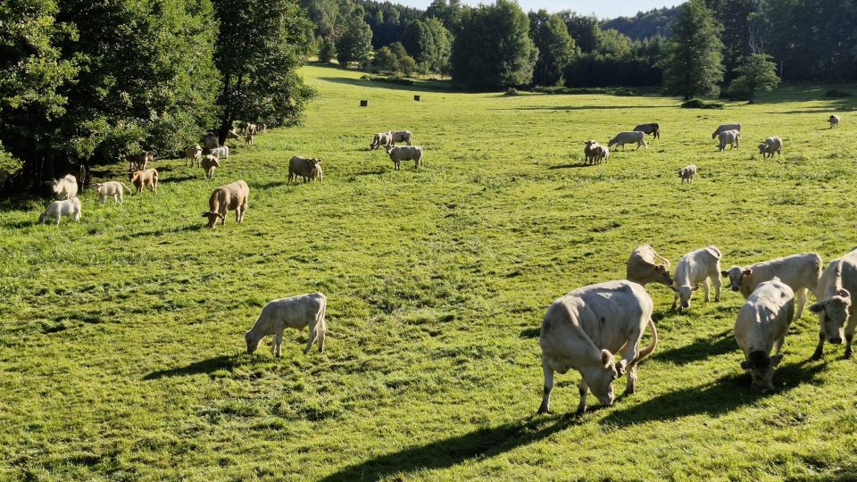 Pastviny na cestě k česko-německé hranici | foto: Václav Müller, Český rozhlas Pastviny na cestě k česko-německé hranici