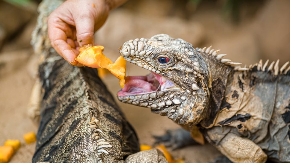 Z plazů si na lahodné dýni pochutnají velké želvy a leguáni kubánští