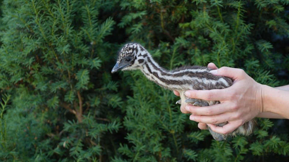 Zoopark Nehvizdy - mládě emu hnědého