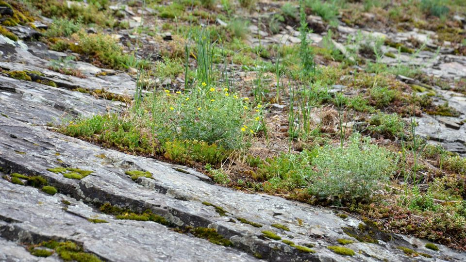 Placatá skála je odkrytá skalnatá plocha tvořená vrstvami šedozelených pískovců a prachovců uložených paralelně se svahem