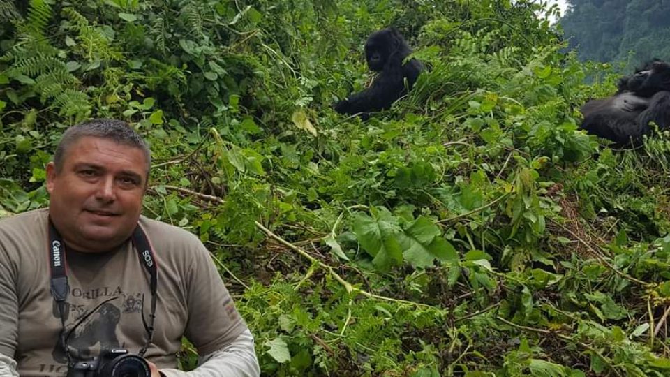 Marek Ždánský u goril horských ve Rwandě