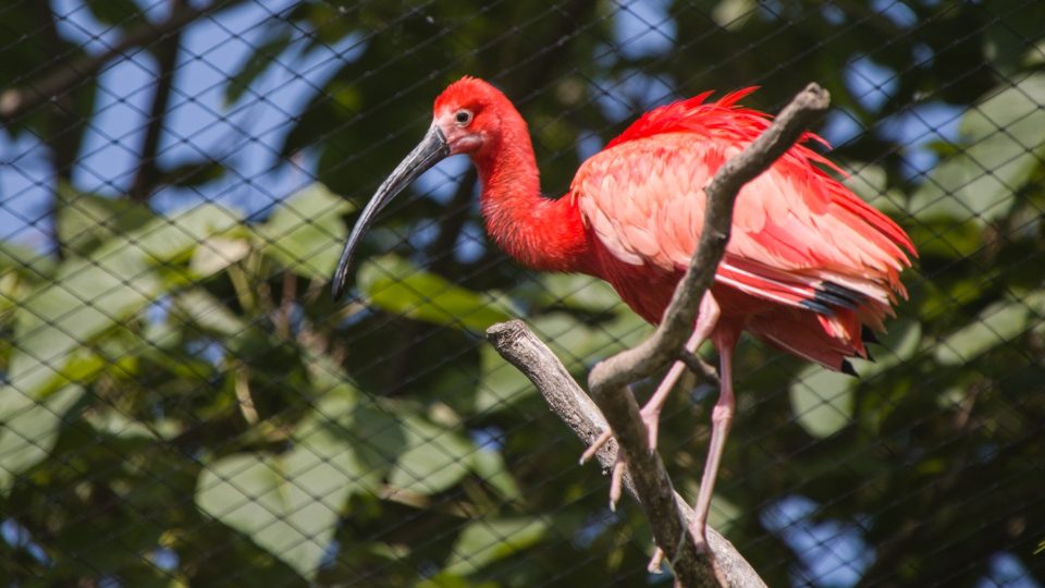 Zoopark Nehvizdy - ibis rudý
