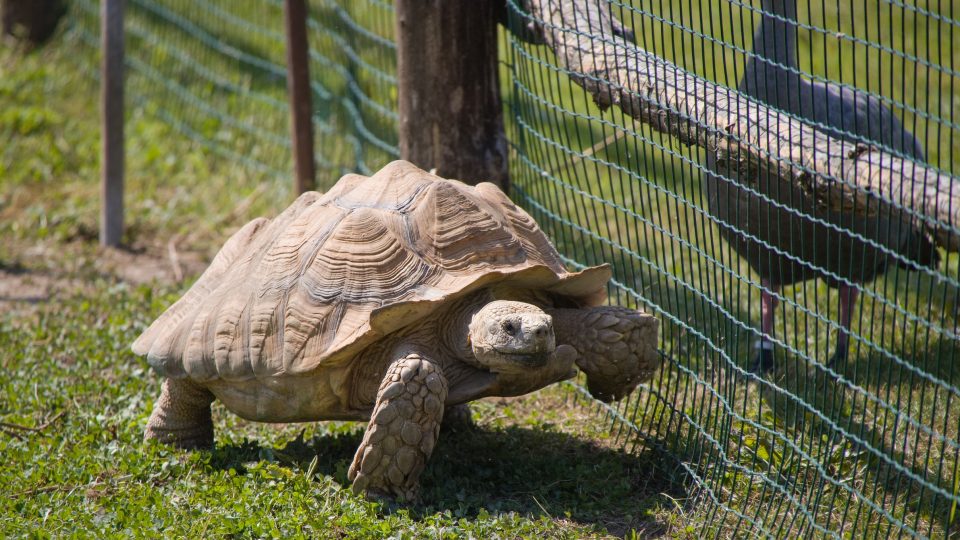 Zoopark Nehvizdy - samec želvy ostruhaté Otík, který moc rád utíká z výběhu
