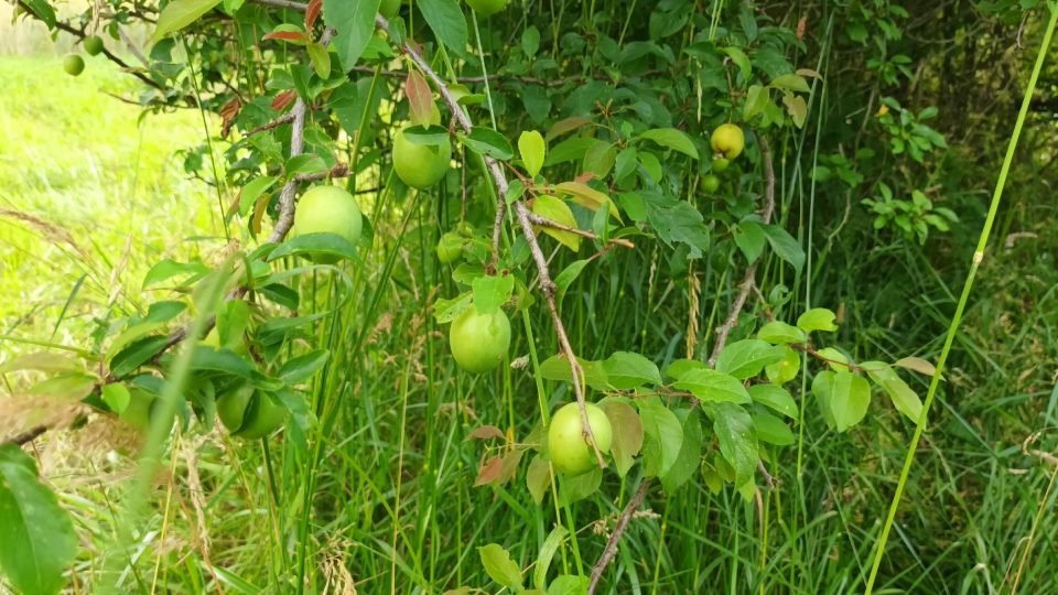 Mirabelky | foto: Silvie Pospíšilová, Český rozhlas Mirabelky