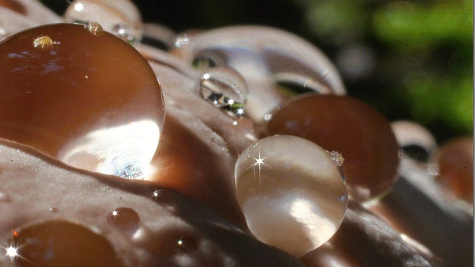 I tohle je houba - mykolog Zdeněk Pelda je i vášnivým fotografem