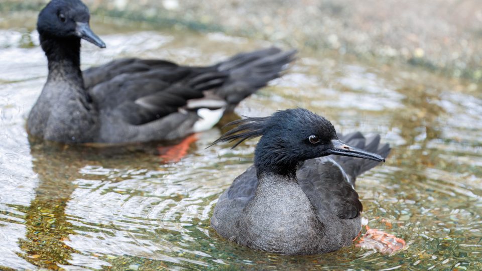 Pražská zoo představila také rybožravé kachny morčáky paranské