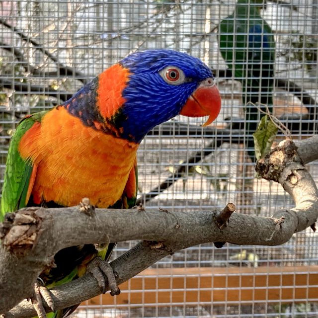 84. výstava exotického ptactva v Praze na Slupi | foto: Jana Myslivečková,  Český rozhlas