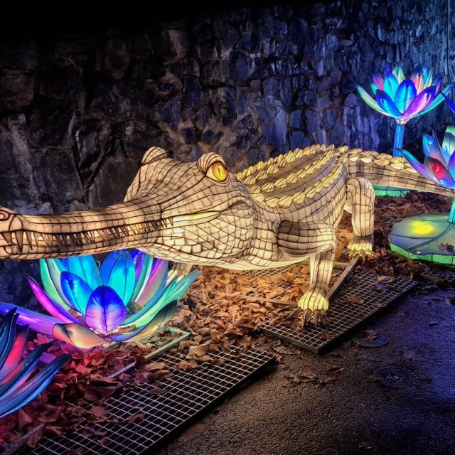 Světelná zoo nabízí přes dvě stovky lampionů ve tvaru zvířat a rostlin Asie | foto: Sabina Vosecká,  Český rozhlas