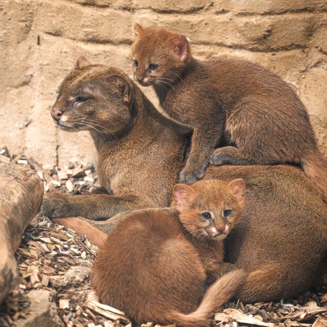 Rodia jaguarundi v pražské zoo | foto: Petr Hamerník,  Zoo Praha