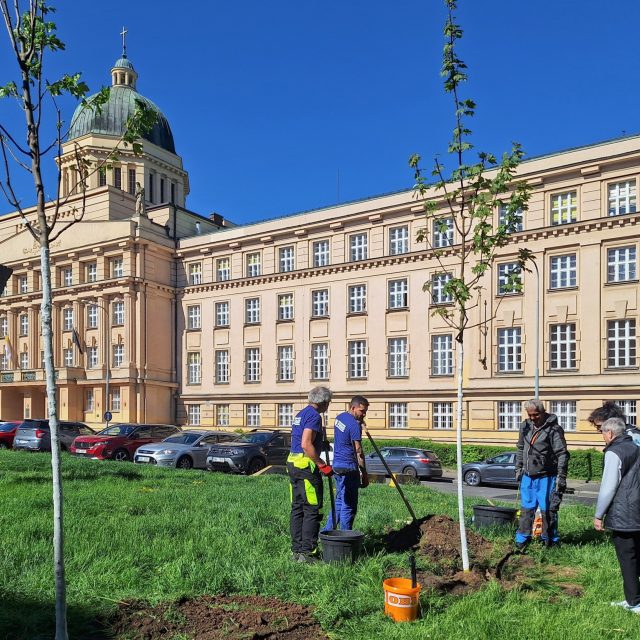 Vysazení dvou javorů v parku Indiry Gándhíové v Dejvicích | foto: Ludmila Křesťanová,  Český rozhlas