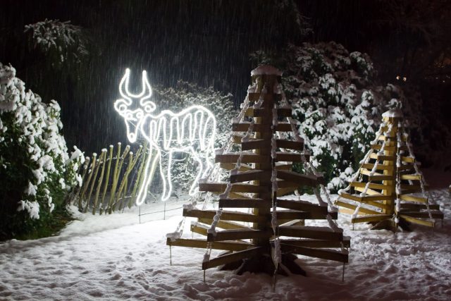 Vánoční Safari Park Dvůr Králové | foto: Simona Jiřičková