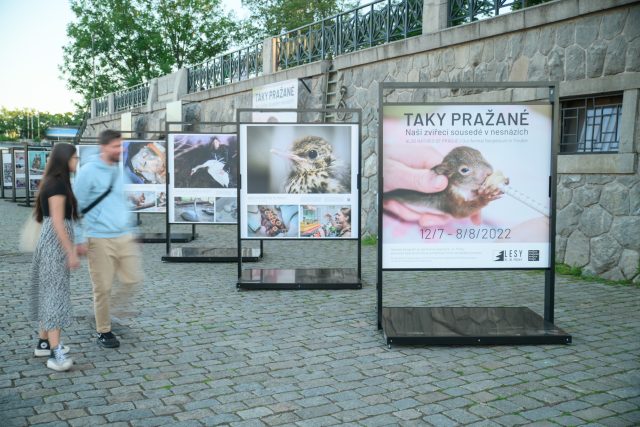 Výstava Taky Pražané připomíná 10 let Záchranné stanice hl. m. Prahy pro volně žijící živočichy | foto: David Urbanczyk,  Lesy hl. m. Prahy