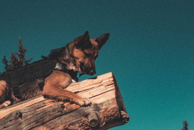 „Vycvičený pes může po nějaké době začít kousat nebo o samotě zničí gauč,  protože je zvyklý na to mít něco v puse, “ popisuje padesátiletý Slawomir Walkowiak,  který se stará o vysloužilé psy a koně ve speciálním útulku | foto: Pexels,  CC0 1.0