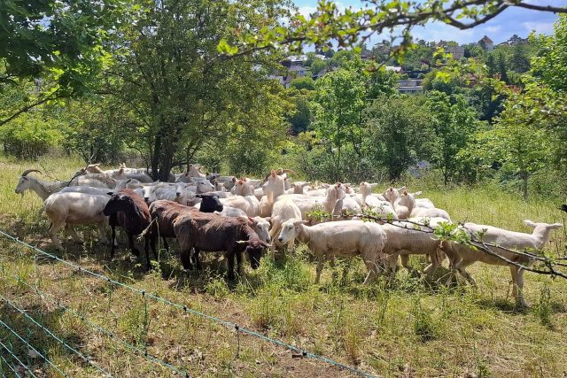 Stádo ovcí a koz v Troji | foto: Sabina Vosecká,  Český rozhlas