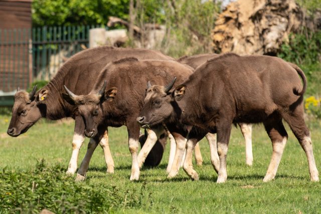 Gauři indičtí ve Zlíně | foto: Dalibor Glück,  ČTK