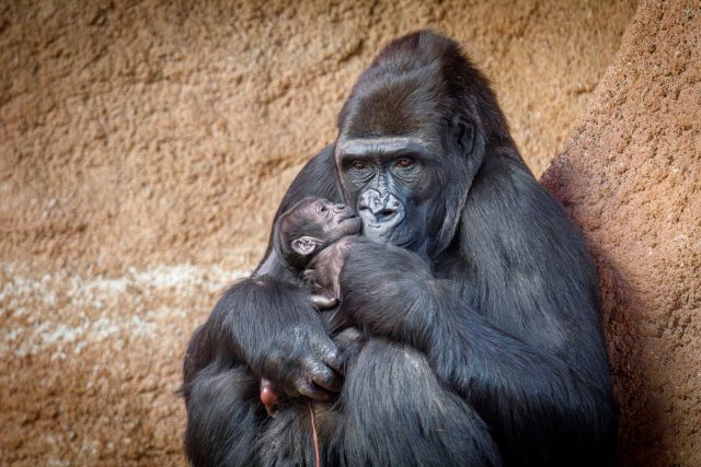 Mládě gorily v náručí matky Duni | foto: Miroslav Bobek,  Zoo Praha