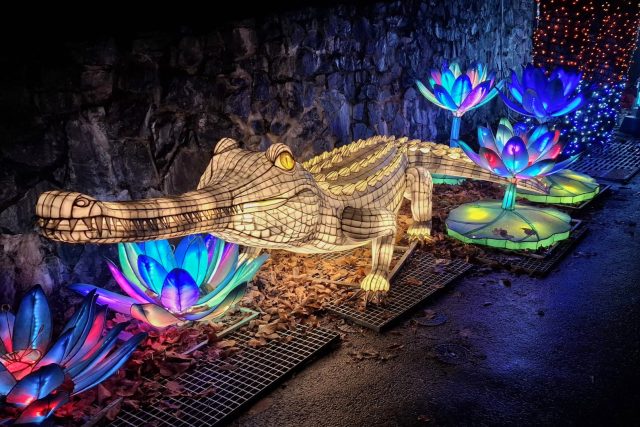 Světelná zoo nabízí přes dvě stovky lampionů ve tvaru zvířat a rostlin Asie | foto: Sabina Vosecká,  Český rozhlas