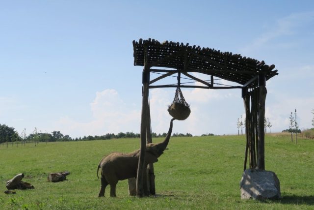 Sloni v ZOO Lešná | foto:  ZOO Lešná,  Zoo Zlín