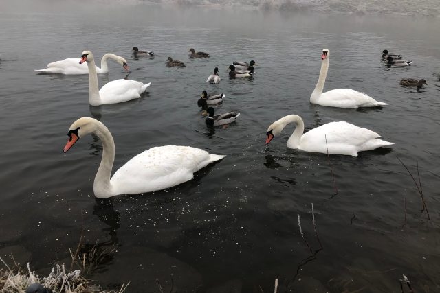 Kachny a labutě | foto: Jana Beránková,  Český rozhlas