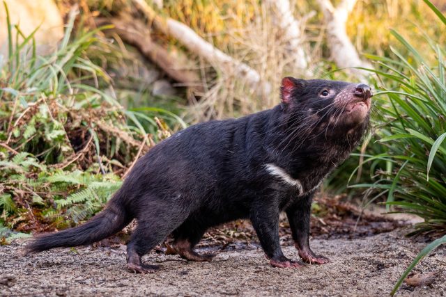 Samec Durin je se svými devíti kilogramy nejmohutnějším ďáblem medvědovitým kdy chovaným v Zoo Praha | foto: Oliver Le Que,  Zoo Praha