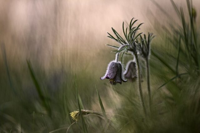 Strážci světla | foto: Pavla Sirůčková