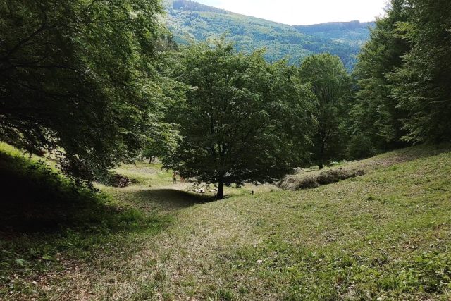 Bílé Karpaty | foto: Leona Nevařilová,  Český rozhlas