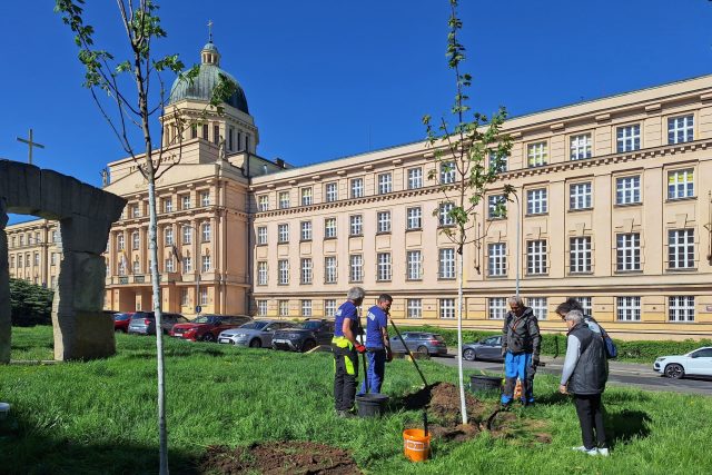 Vysazení dvou javorů v parku Indiry Gándhíové v Dejvicích | foto: Ludmila Křesťanová,  Český rozhlas