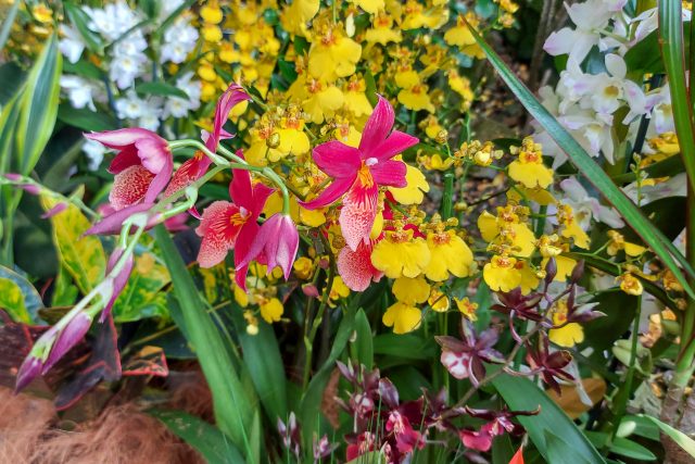 Výstava Orchideje,  poklady vietnamské džungle v Botanické zahradě Praha | foto: Sabina Vosecká,  Český rozhlas